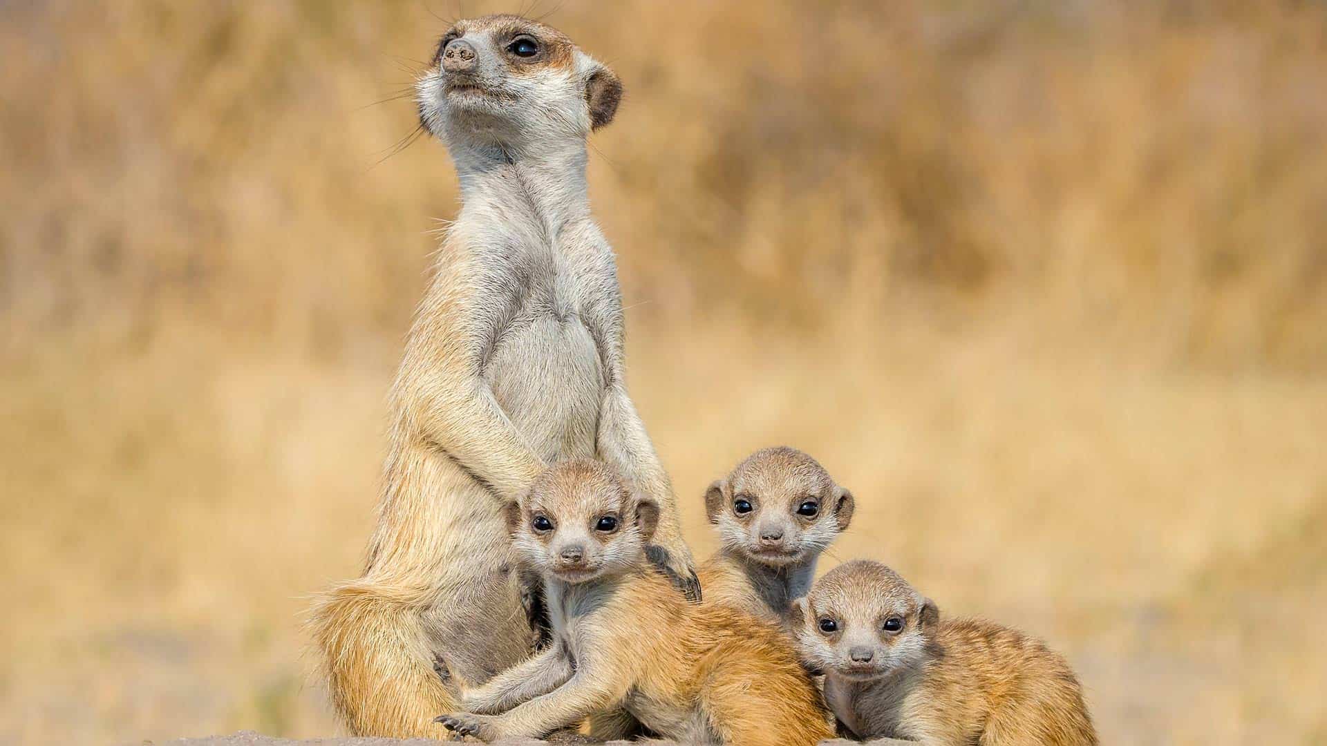 Animal Einsteins (1)